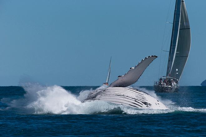 Massive humpback whales doing aerobatics are a feature of Audi Hamilton Island Race Week each year © Andrea Francolini